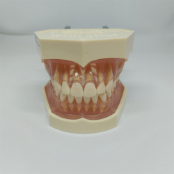 Studiemodel med Aftagelige Tnder 